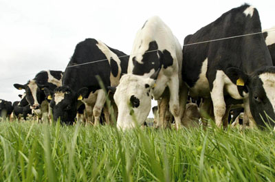 New funding to support dairy farmers through coronavirus