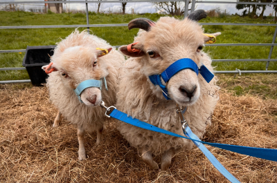 Christmas Animal Adoption Gift for £30 *SPECIAL CHAMBER MEMBER PRICE*