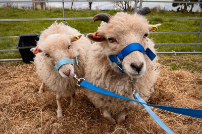 Frankly Farm Tours Opens The Doors To More Visitors With New Open Farm Offer